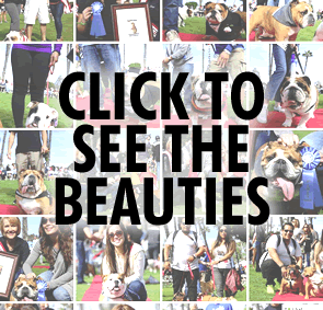 Photos from the Bulldog Beauty Contest and Haute Dogs Pageants